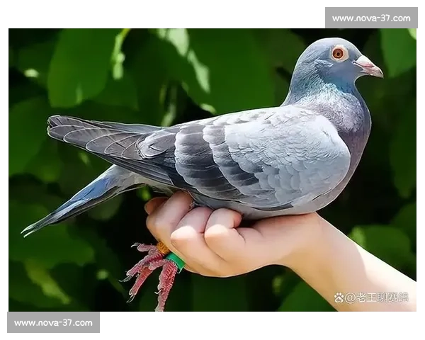 信鸽比赛前科学喂玉米提升耐力速度与归巢稳定性的实战经验分享