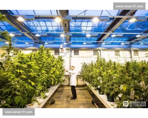 大麻产业竞技赛:探索全球大麻种植与加工技术的创新与发展 大麻产业竞技赛:探索全球大麻种植与加工技术的创新与发展